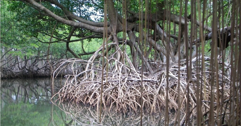 República Dominicana lanza iniciativa para salvaguardar ecosistemas marinos República Dominicana lanza iniciativa para salvaguardar ecosistemas marinos