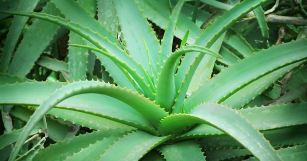 Sábila de Guayubín: Exportaciones anuales superan los 8 millones de