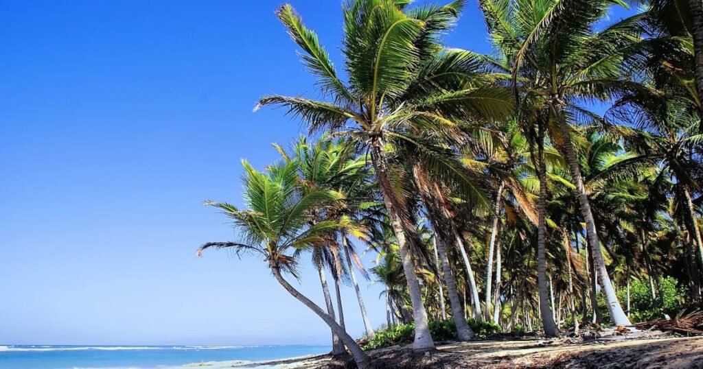 Escapada de Lujo a Punta Cana: Vuelos, Traslados y Hoteles